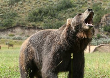 شوپیاں میں ریچھ کے حملے میں ایک شخص بُری طرح زخمی