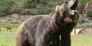 شوپیاں میں ریچھ کے حملے میں ایک شخص بُری طرح زخمی