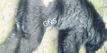 لولاب میں کنویں میں پھنسا ریچھ زندہ نہ رہا