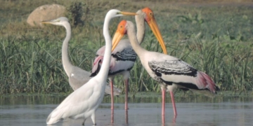 دنیا کے مختلف ممالک سے چار لاکھ مہمان پرندے وارد کشمیر