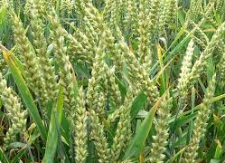 دھان کی سرکاری خریداری 6.96کروڑ ٹن