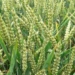 دھان کی سرکاری خریداری 6.96کروڑ ٹن