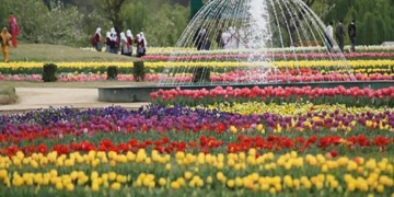 سری نگر ٹیولپ گارڈن 20 مارچ کو کھلے گا۔
