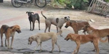 اننت ناگ میں آورہ کتوں کی ہڑبونگ ،عوام کیلئے باعث پریشانی