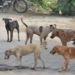 اننت ناگ میں آورہ کتوں کی ہڑبونگ ،عوام کیلئے باعث پریشانی
