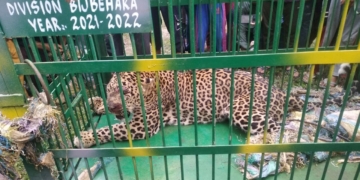 وائی بم ڈورہ کوکر ناگ میں تیندوے کو پکڑ لیا گیا