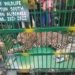 وائی بم ڈورہ کوکر ناگ میں تیندوے کو پکڑ لیا گیا