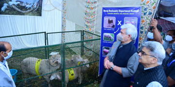 بھیڑ پالن صنعت میں روزگار کے کافی وسائل موجود