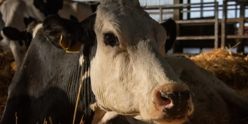 جموں کشمیر میں بڑے جانوروں کی درآمد پر پابندی عائد