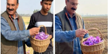 ڈائریکٹر زراعت کشمیر نے  زعفران چننے کے کاموں کا جائزہ لیا