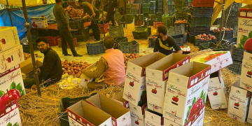 پلوامہ میں سیبوں کو جلانے کے وائرل ہوئے ویڈیو کا معاملہ