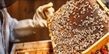  خوشبو اور جامنی انقلاب کے بعد جموں و کشمیر ‘  میٹھا انقلاب’ کا مشاہدہ کرنے کیلئے تیار