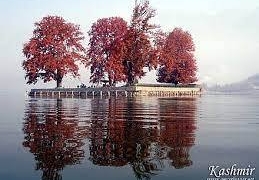 کشمیر کا ‘شاہی درخت’ "چنار” زوال سے دوچارمتعلقہ محکمہ کی غفلت شعاری اور لوگوں کی خود غرضی کا بین ثبوت