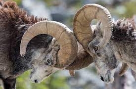 بیرونی منڈیوں سے گوشت کی درآمد کا قضیہ