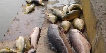 جھیل ڈل میں ہزاروں کی تعداد میں مچھلیاں مردہ پائی گئیں