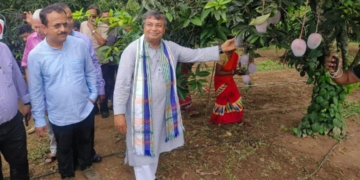 تریپورہ آم کی پناہ گاہ کے طور پر ابھرا کسان 22 اقسام کاشت کرتے ہیں۔ وزیر زراعت