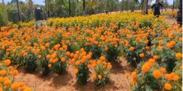 کیرالہ میں اونم سے پہلے کٹک کڑا میں میریگولڈ کی کاشت  نےسیاحوں کو راغب  کیا