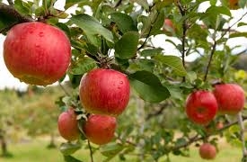 کشمیر کی سیب صنعت کو امسال کتنا فائدہ ملے گا،بیوپاریوں کامحتاط رد عمل