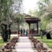 سرینگر کی بادام واری میں بادام کے شگوفوں سے لطف اندوز ہونے کے لئے سیاحوں کا رش