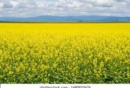 (بہتر فصلوں کیلئے مرکز کا بیج مشن)