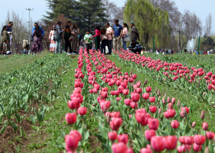 Srinagar, Mar 23 (ANI): Tulips bloom at Indira Gandhi Memorial Tulip Garden after it was opened to the public, in Srinagar on Saturday. (ANI Photo)