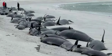 اسکاٹ لینڈ کے جزیرے پر 77 وہیل مچھلیاں پھنس کر ہلاک ہوگئیں