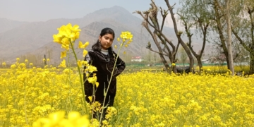 کشمیر میں سرسوں کے کھیت سیاحتی مقامات بن رہے ہیں