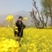 کشمیر میں سرسوں کے کھیت سیاحتی مقامات بن رہے ہیں